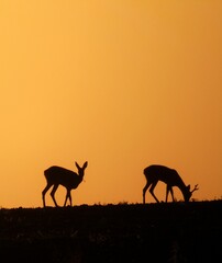 Poster - Silhouette of two deer grazing in a grassy meadow in the evening at sunset