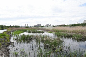 Poster - City buildings in the distance with a tranquil marsh in the foreground.