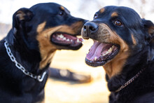 Close Up Portrait Of Two Rottweiler Breed Dogs