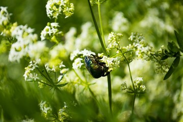 Canvas Print - insect with white spots on back and body in green and white field