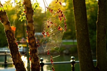 Wall Mural - a spider web hanging from a tree branch next to the water