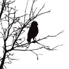 silhouette of an owl sitting on a branch on a white background. symbol of wild animal and nature.