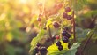 A branch with Natural blackcurrant on a blurred background of a currant garden at golden hour. The concept of organic, local, seasonal fruits and harvest