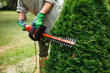 Trimming and landscaping of bushes at backyard. Woman gardener is using electric hedge trimmer to trim thuja shrub in garden