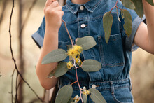 Close Up Of Young Girl Holding Yellow Gum Nut Flowers Near Torso With No Face