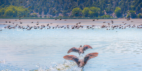 Canvas Print - Many wild black ducks flying from the lake with a splashing water 