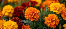 A Variety Of Orange And Red Flowers, Including Tagetes Patula, A Close-up Of Their Beautiful Petals, Are Flourishing In The Garden.
