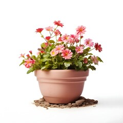 Wall Mural - the plant with pot with isolated background design