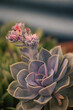 © Austockphoto - Succulent plant with delicate orange flowers