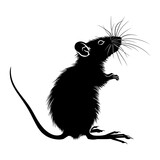 Fototapeta  - Silhouette rat black color only full body 