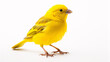 A lone canary is photographed against a white backdrop in a studio.