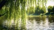 realistic illustration of the willow trees the by lake 