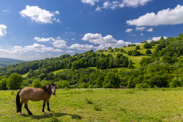 Wall Mural - Typical Spring landscape in White Carpathians near Stary Hrozenkov, Southern Moravia, Czech Republic