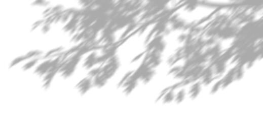 Wall Mural - tree limbs with shade movement realistic graphic on transparent backgrounds 3d illustrations png