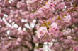 Kirschbaumblüte im April