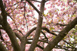 Kirschbaumblüte im April