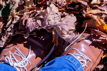 Wall Mural - Fall leaves, legs and Brown shoes. Conceptual Autumn composition. Feet shoes walking  in autumn forest. The concept of leaf fall