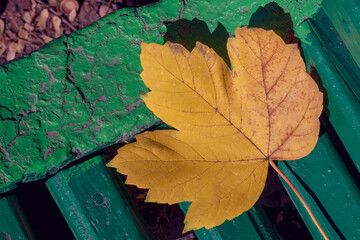 Wall Mural - autumn maple leaf . Leaves . The concept of leaf fall, autumn