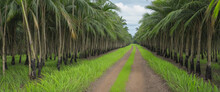 Sugar Cane Estates