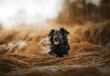 Pies owczarek staroniemiecki leży pośród pomarańczowej wysokiej trawy