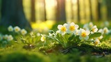 Fototapeta  - Beautiful white primroses flowers at the forest in spring time with smooth bokeh sun light in nature concept background.