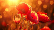 A Of Ruby Red Poppies Their Papery Petals Illuminated By The Golden Backlight.