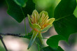 Liriodendron tulipifera beautiful ornamental tree in bloom, American tulip tree tulipwood flowering, flower on the branch