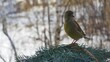 Greenfinch on a blue spruce branch.