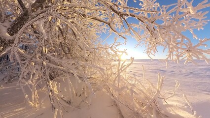 zauberhaft vereiste sonnige Winterlandschaft im Morgenlicht, Winterwunderland, Winterzauber, vereiste Bäume, Schnee, Kälte, Raureif, Natur, Idylle, Frost 
