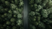 Birds Eye View From The Drone To A Empty Road Through The Forest With High Trees. Top View.