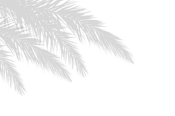 Wall Mural - palm branches leaf shadow on white background