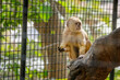 Trinidad white-fronted capuchin in captivity curiously watching and eating corn