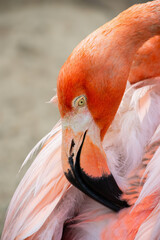 Wall Mural - Caribbean flamingo head and neck close up red and pink