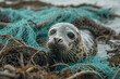 An Atlantic Grey Seal, tragically caught in the remains of a fishing net.