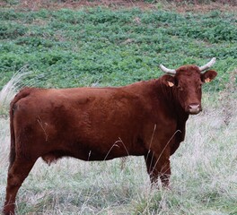 Canvas Print - A cow in a meadow