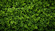 a close up view of a green hedge