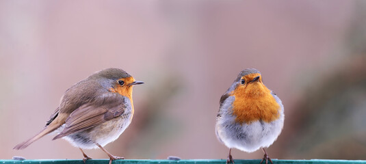 Wall Mural - A couple of robins flew into the cold to collect seeds...