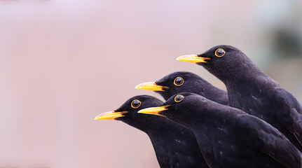 Wall Mural - Blackbird on a blurred light background. Turns his head in different directions..