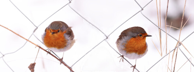 Wall Mural - A pair of robins on a mesh fence, in white drifts of snow..