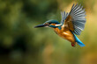 A common kingfisher takes flight with breathtaking agility, Gracefully slicing through the air, its vibrant plumage flashing like a sapphire jewel against the backdrop