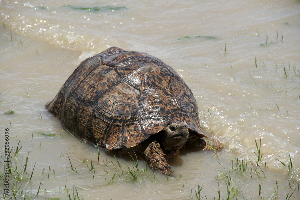 Mount Phython Tortoise Leopard Tortoise – also commonly known as a Mountain Tortoise ...