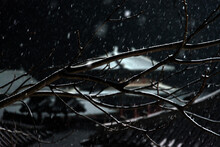 Close-up Of Bare Twigs On The Snowing Night