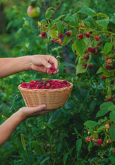 A woman harvests raspberries in the garden. Selective focus.