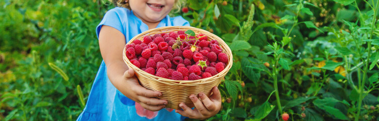 Wall Mural - A child picks raspberries in the garden. Selective focus.