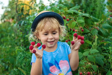 Wall Mural - A child picks raspberries in the garden. Selective focus.