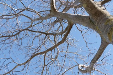 looking up to leafless tree branches