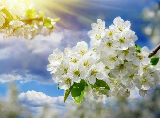 Wall Mural - White flowers and blue sky