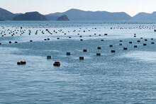 View Of The Oyster Farm In The Blue Sea