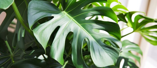 Canvas Print - A close-up of a Monstera leaf, a terrestrial plant in the Araceae family. Monstera's large leaves are characteristic of a tropical jungle plant.