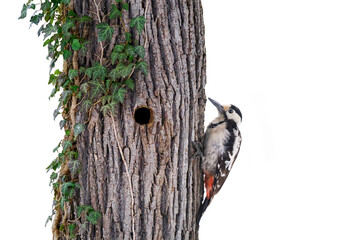 Wall Mural - woodpecker and woodpecker hollow in an oak tree with ivy on a white background